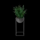 House Showpiece Plant view 1
