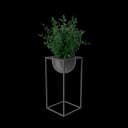 House Showpiece Plant view 2
