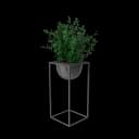 House Showpiece Plant view 3