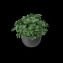 Plant Pot view 3