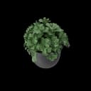 Plant Pot view 4